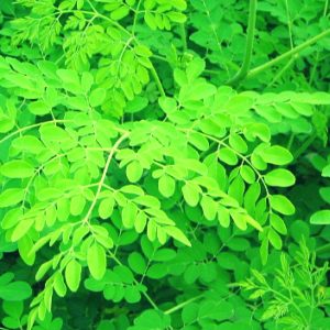 Le moringa oleifera : tout savoir sur cette plante miracle