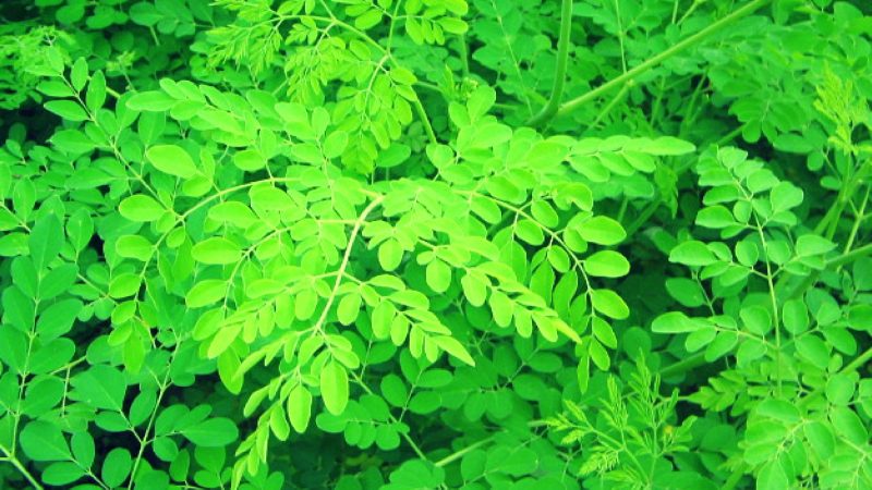 Le moringa oleifera : tout savoir sur cette plante miracle